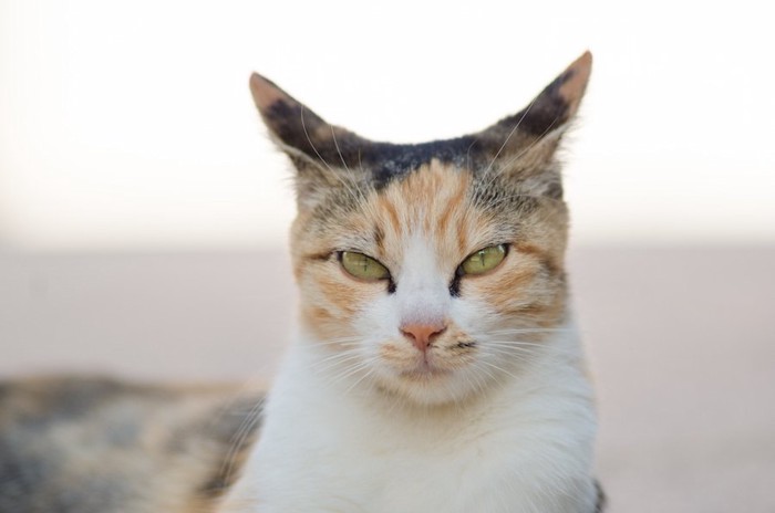 イカ耳をする猫の顔