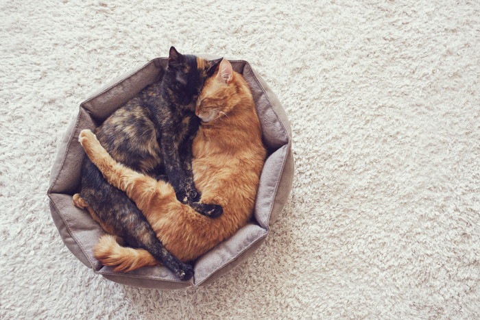 抱き合いながら寝る猫たち
