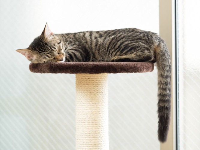 キャットタワーで昼寝する猫 