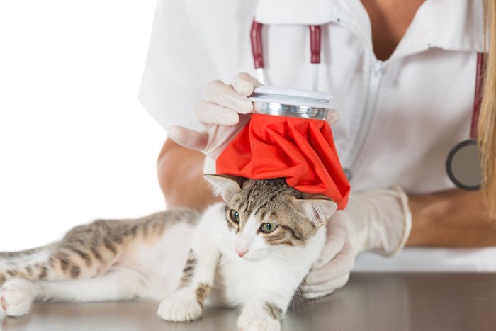獣医師に治療されている猫