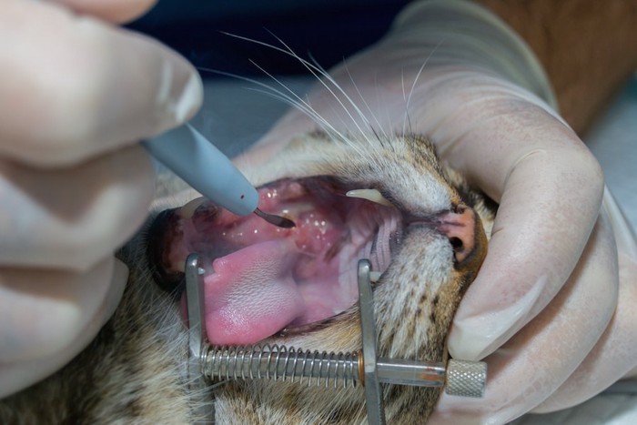 口の中の腫瘍を手術中の猫