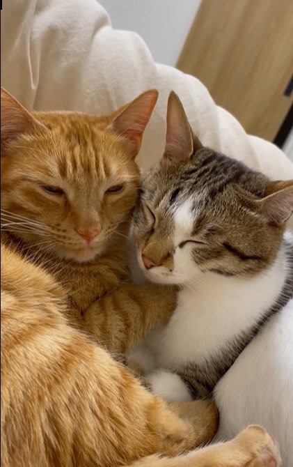 くっついて眠る2匹の猫2