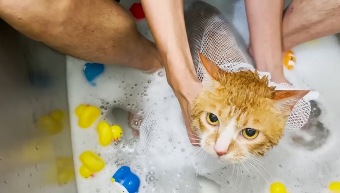 お風呂に入っている猫