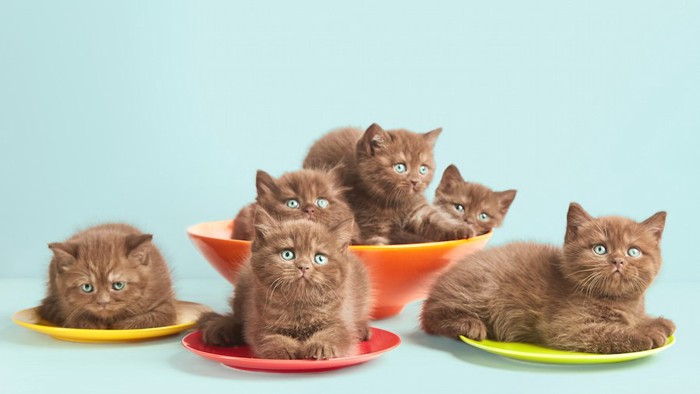 お皿の上に乗る子猫たち