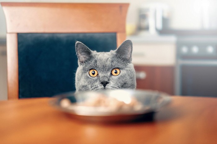 皿を前にする猫