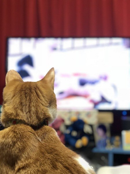 座ってテレビを見ている猫の後ろ姿