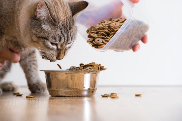 安い餌を食べる猫