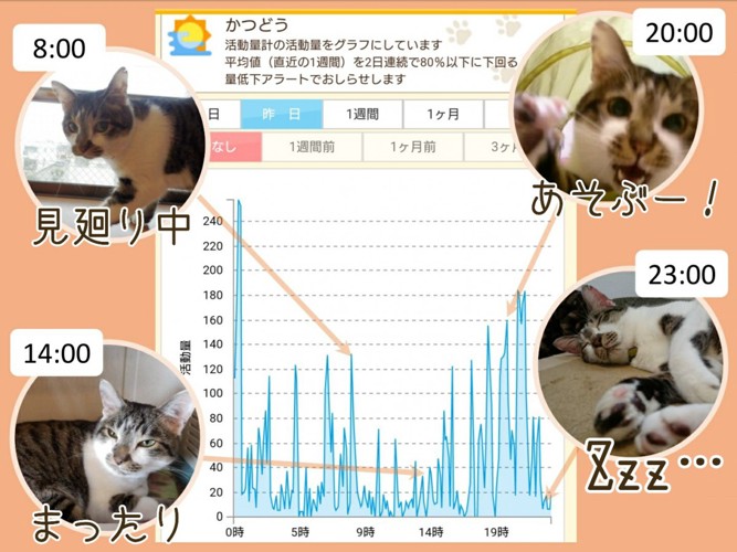 猫の活動グラフ