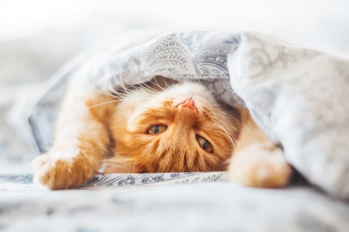 布団の中で仰向けに寝転ぶ猫