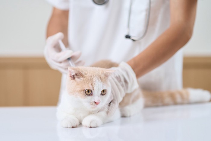 ワクチン接種中の猫