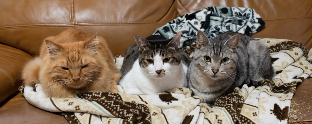 三匹の柄の異なる猫