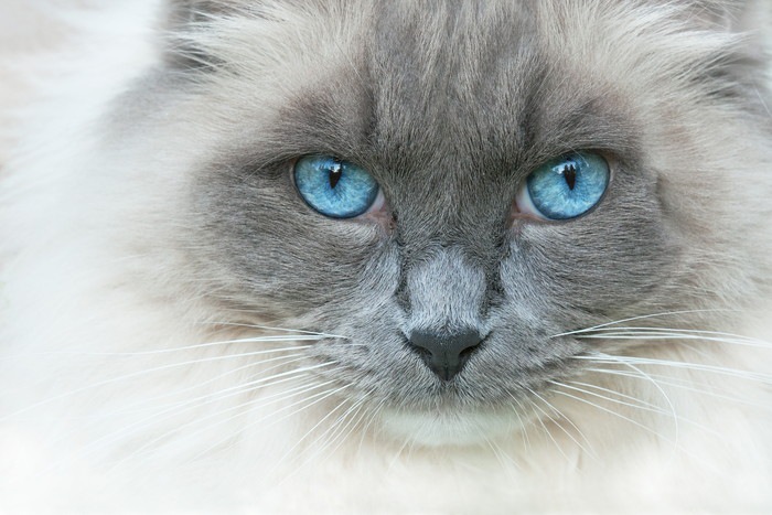 青い瞳の猫