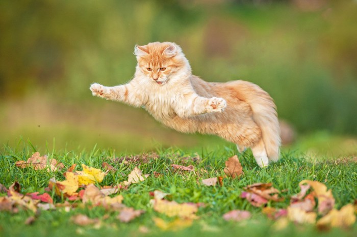 草原で大ジャンプする猫