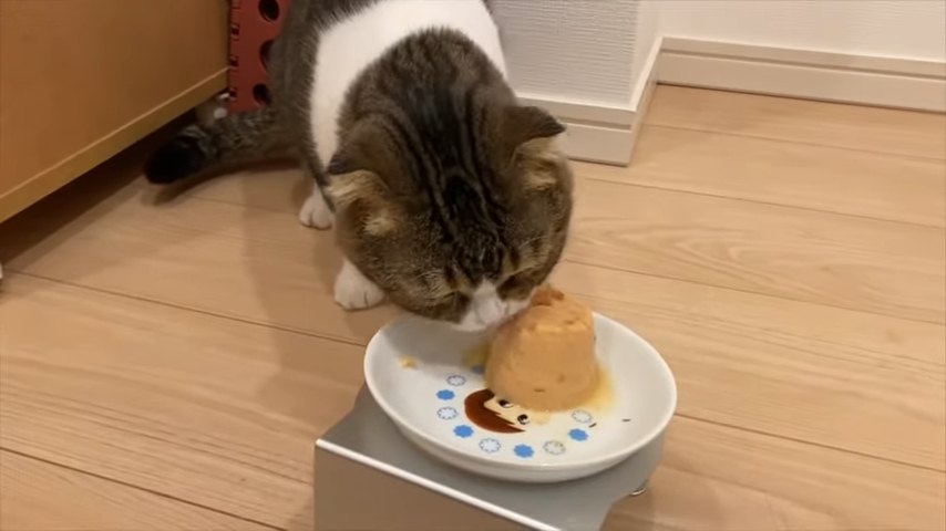 お皿のおやつを食べる猫