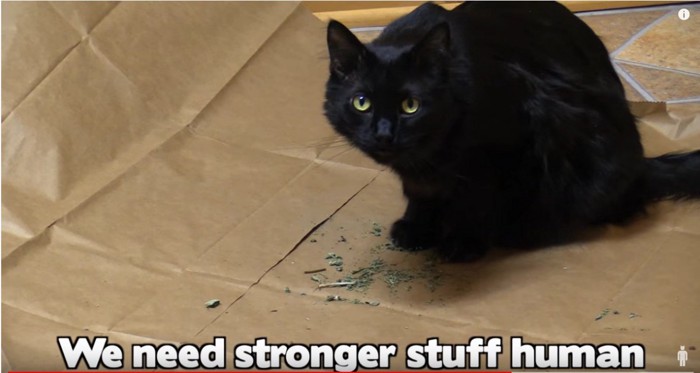紙の上に座る黒猫