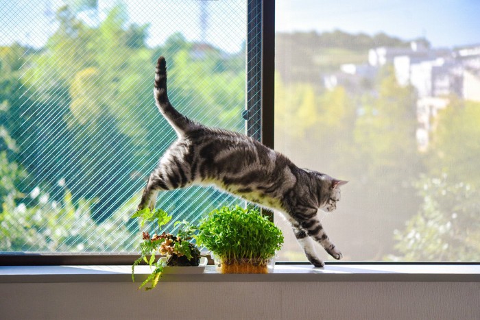 観葉植物を飛び越える猫