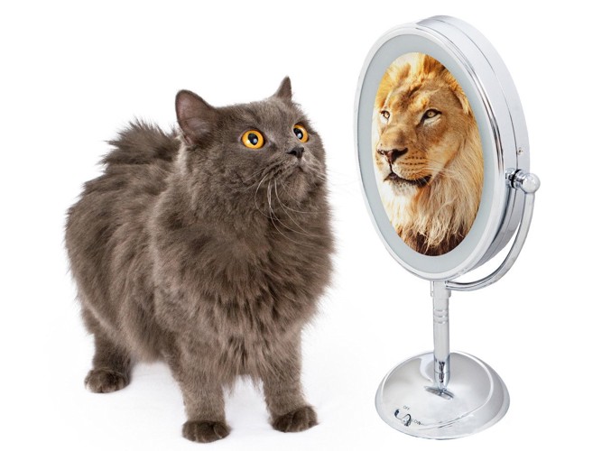 鏡に映るライオンと実際の猫