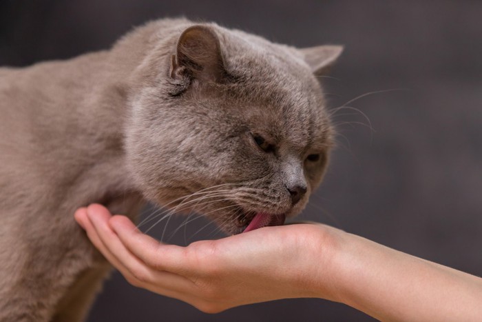 人の手のひらを舐める猫