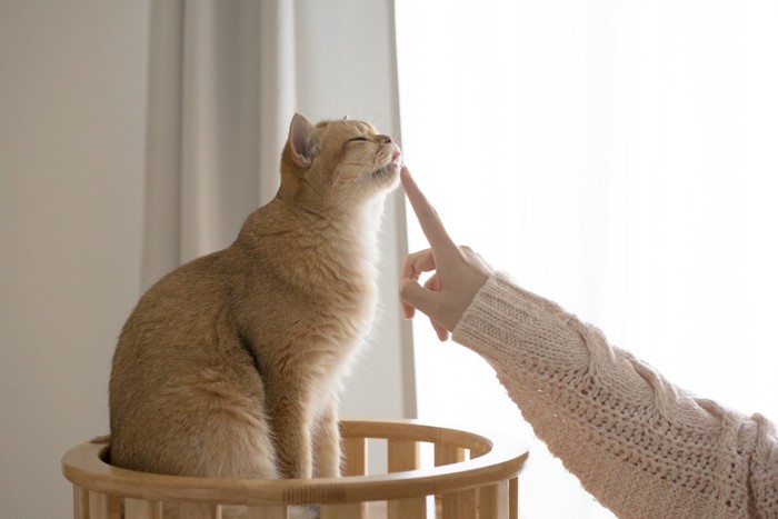 人の指を舐める猫