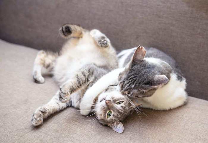 ソファーの上で遊ぶ2匹の猫