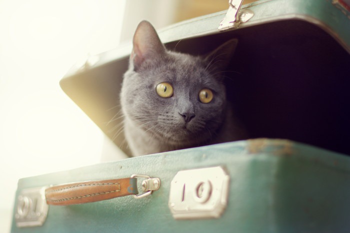 スーツケースから顔を出す黒猫