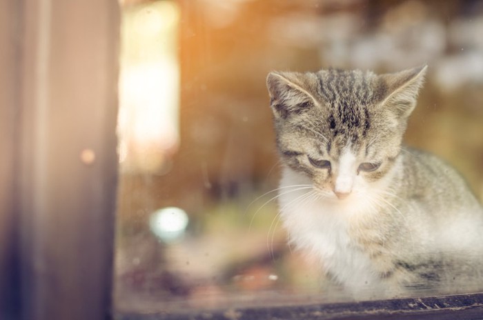 窓辺で寂しそうな表情をする子猫
