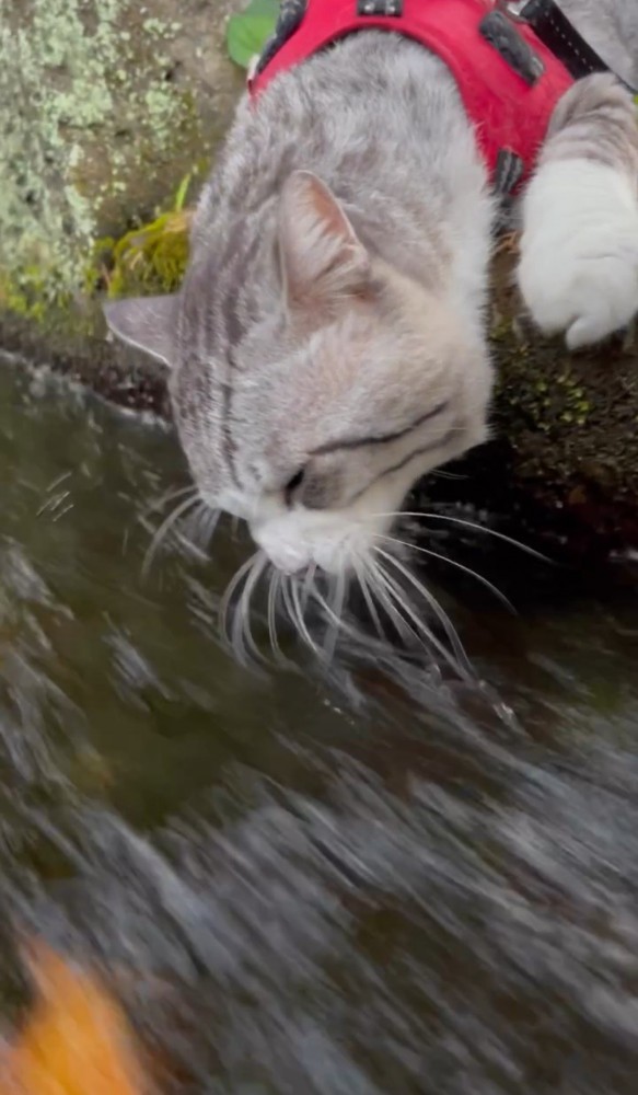 水路の水を飲む猫1