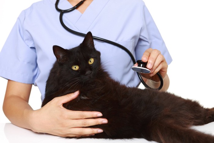 聴診器を持つ獣医師と黒猫