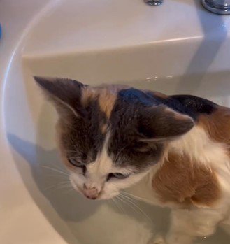 洗面所で体を洗われる三毛猫