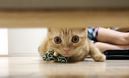 タンスの下を覗き込んで探し物をしているアメリカンショートヘアの猫