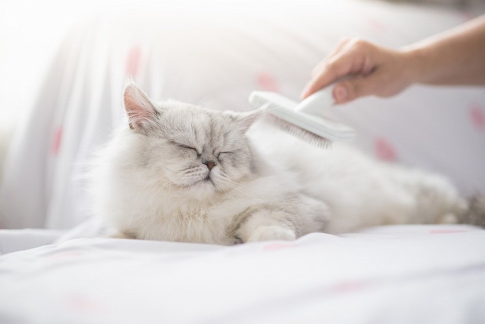 気持ちよさそうにブラッシングされる猫