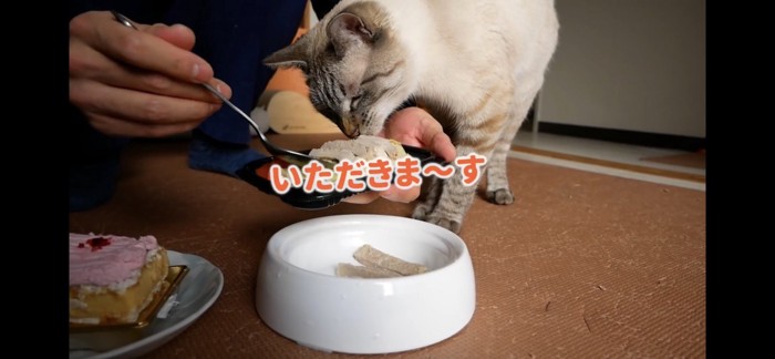 ポークソテーを食べる猫