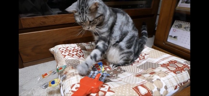 おもちゃを前足で触る猫