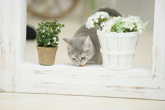 植木鉢と猫