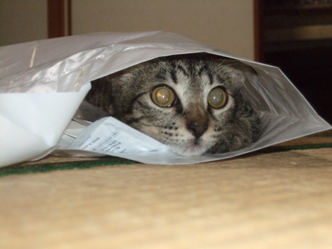 袋の中の子猫