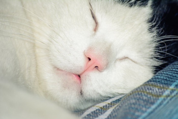 猫の寝顔のアップ