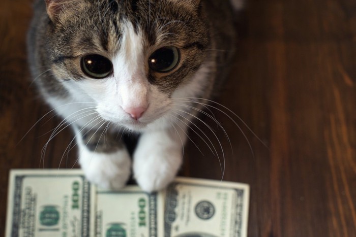 猫の貯金箱のお金と猫