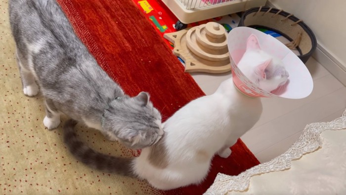 エリザベスカラーをしている白猫と匂いを嗅ぐグレーの猫