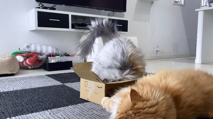 頭から箱につっこむ猫