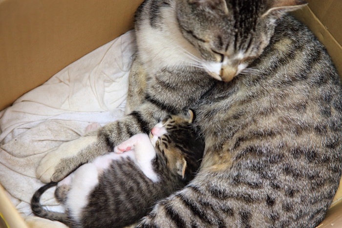 段ボールの中の母猫と子猫