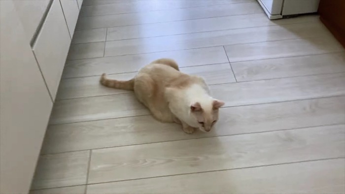 床の上のベージュ猫