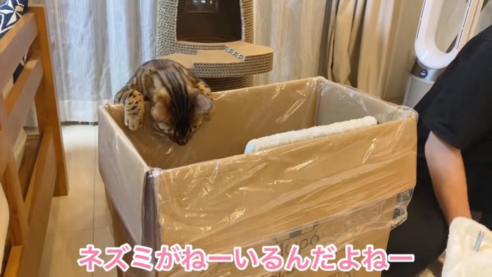 箱の中を覗く猫