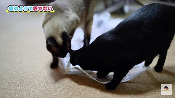 袋に興味のある猫2匹