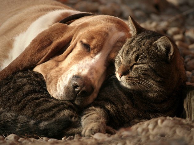 くっついて眠る犬と猫の写真