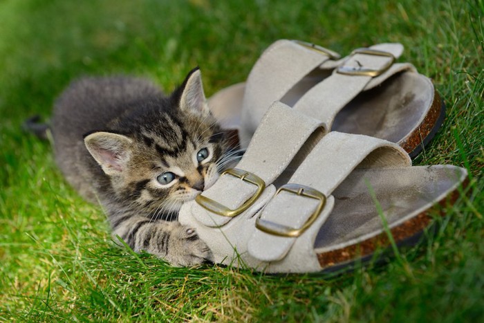 芝生の上でサンダルにかじりつく子猫