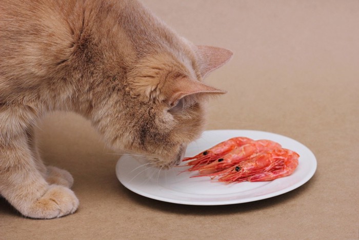 お皿の上のエビのにおいを嗅ぐ猫