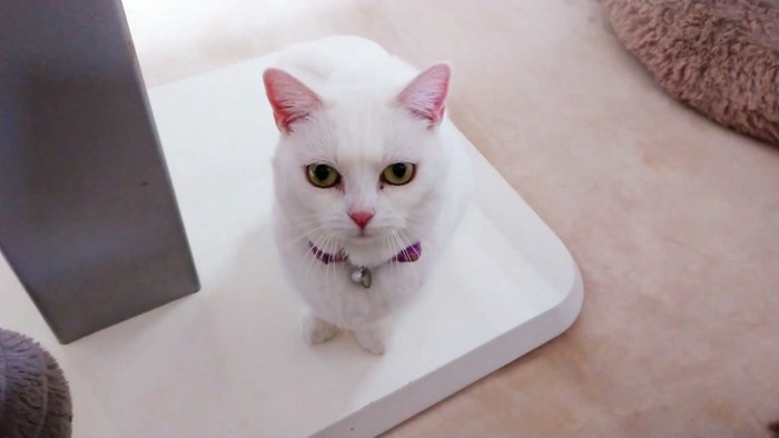 お座りをしている白い猫