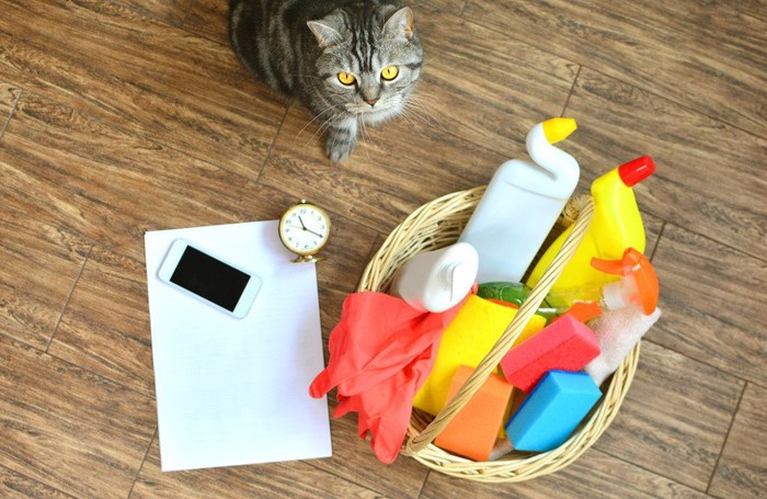 猫と掃除道具