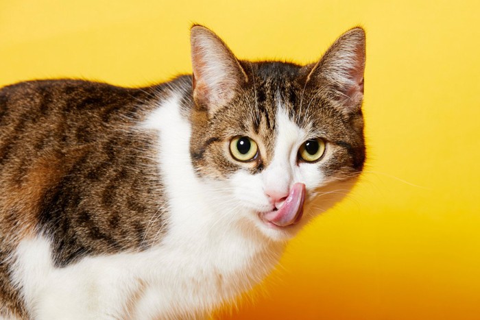 舌をなめる猫