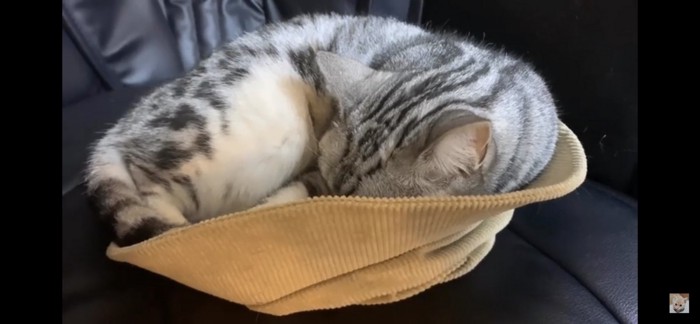 帽子の中で寝る猫